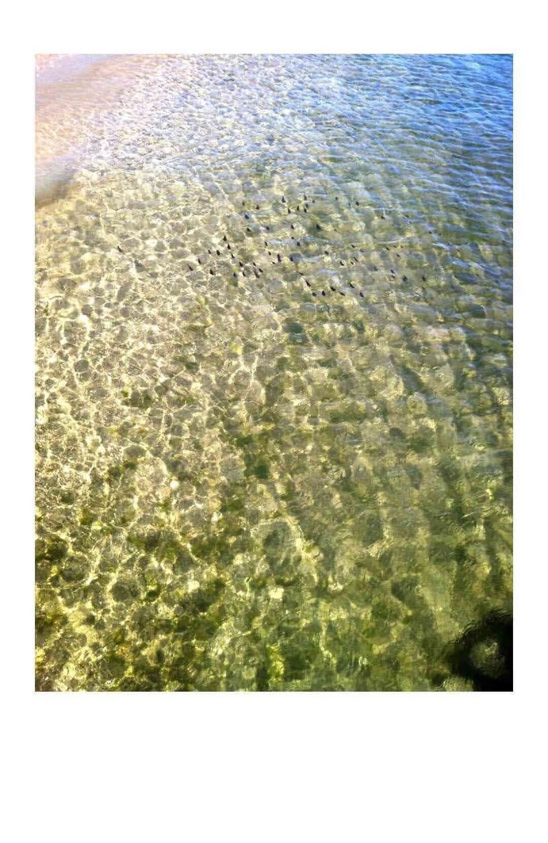 春の海のように凪ぐ ねこさなぎ Note