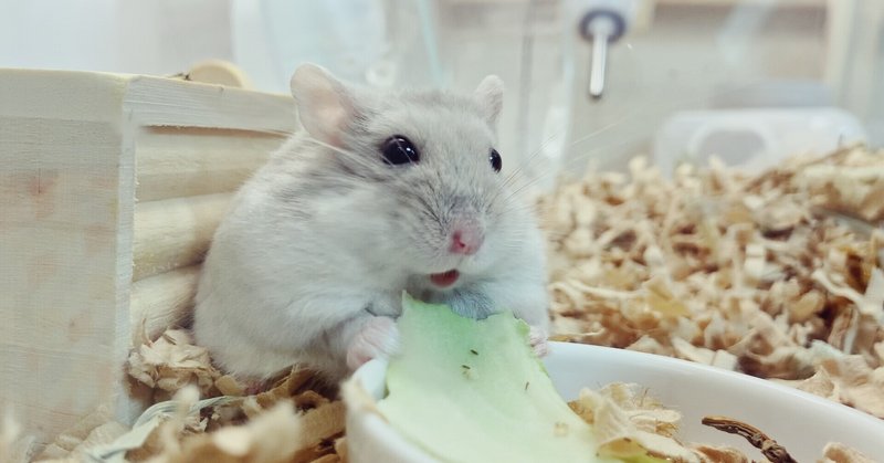 もふむちボディハムスター こむぎ の癒し動画 むぅくんち Note
