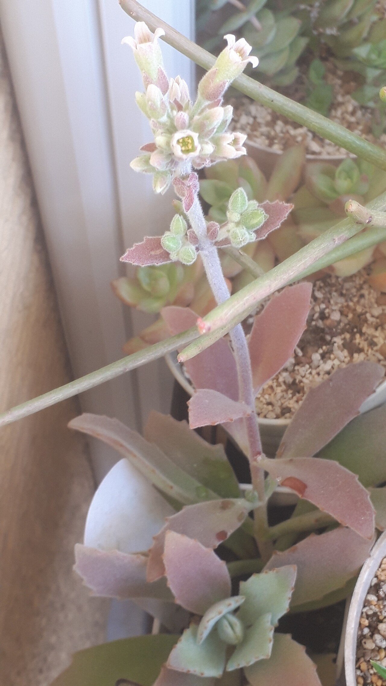 フサフサのウサミミさん ツキトジが開花 タヌ Note フサフサのウサミミさん ツキトジが開花 タヌ Note