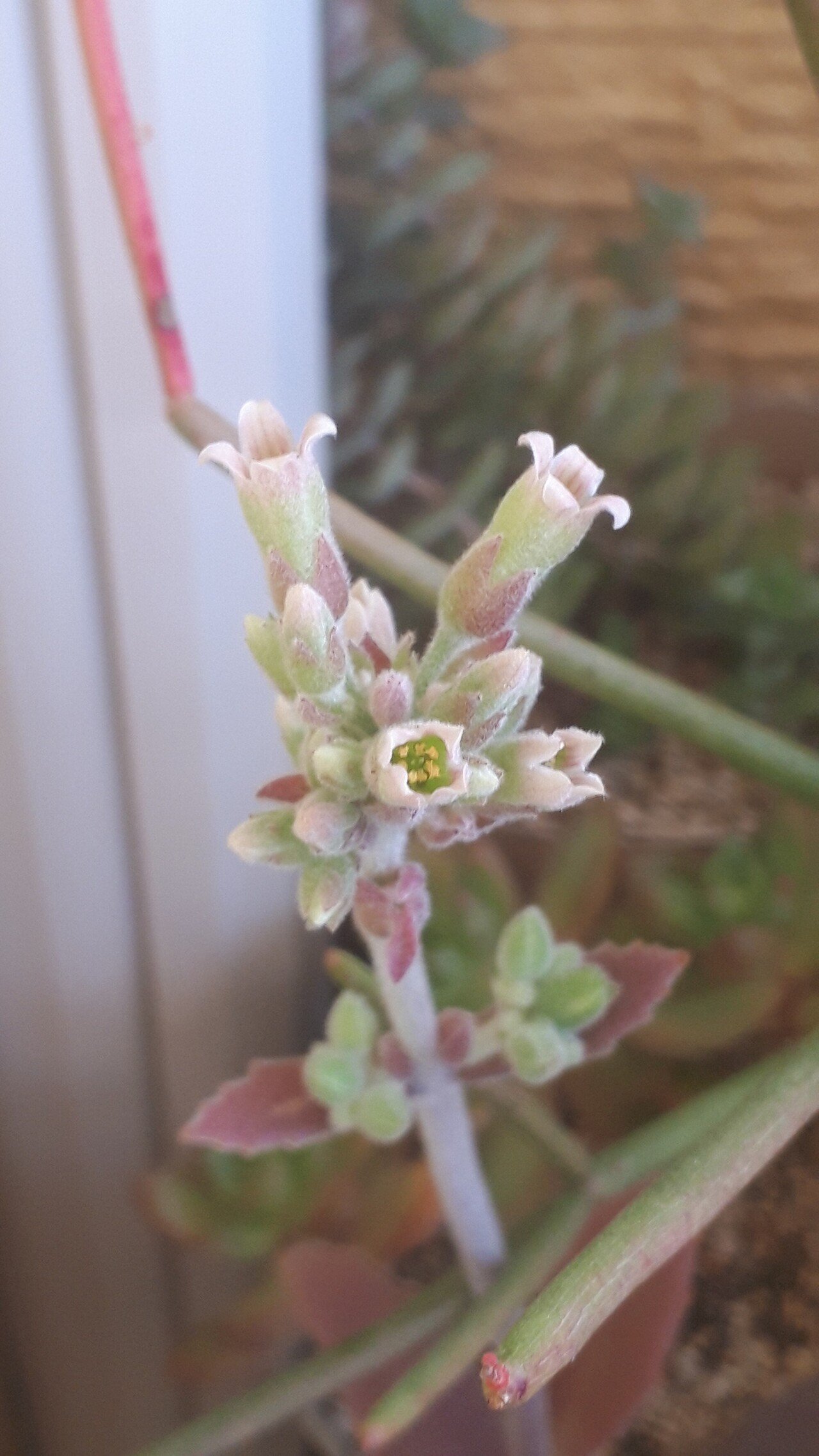 フサフサのウサミミさん ツキトジが開花 タヌ Note フサフサのウサミミさん ツキトジが開花 タヌ Note