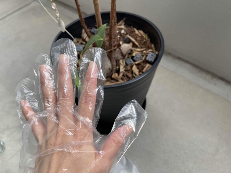 ガジュマル丸坊主成長記録 初日 さとうゆう Note