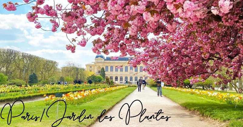 【2021年春】パリ植物園の桜。
Jardin des Plantes de Paris