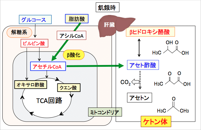体がみるみる若返るミトコンドリア活性化術17 福田 一典 銀座東京クリニック Note 体がみるみる若返るミトコンドリア活性化術17 福田 一典 銀座東京クリニック Note