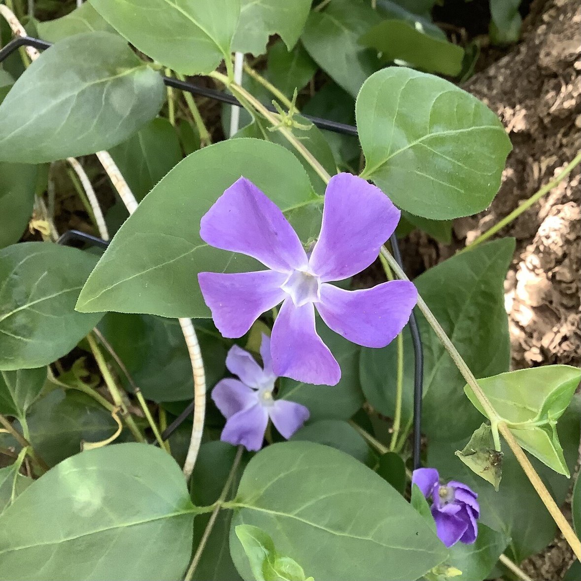むらさき色の花をあつめて｜おりちゃ
