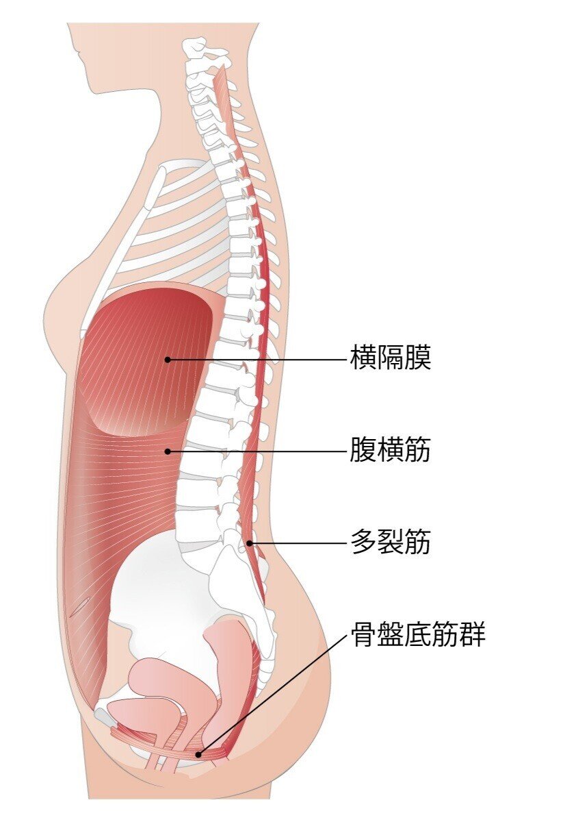 解剖　筋肉