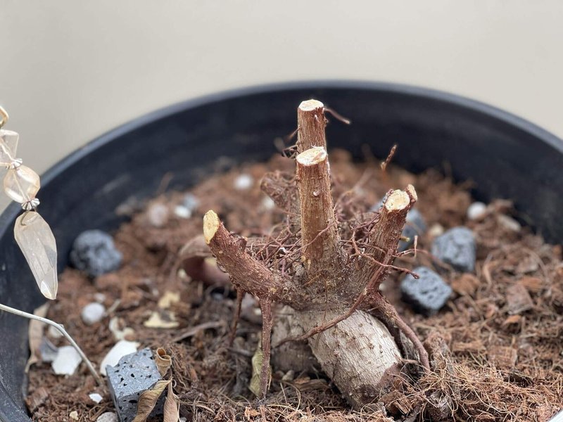 ガジュマル丸坊主成長記録 初日 さとうゆう Note