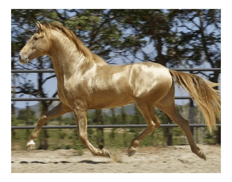 而家連馬都出寫真集 時事台 香港高登討論區