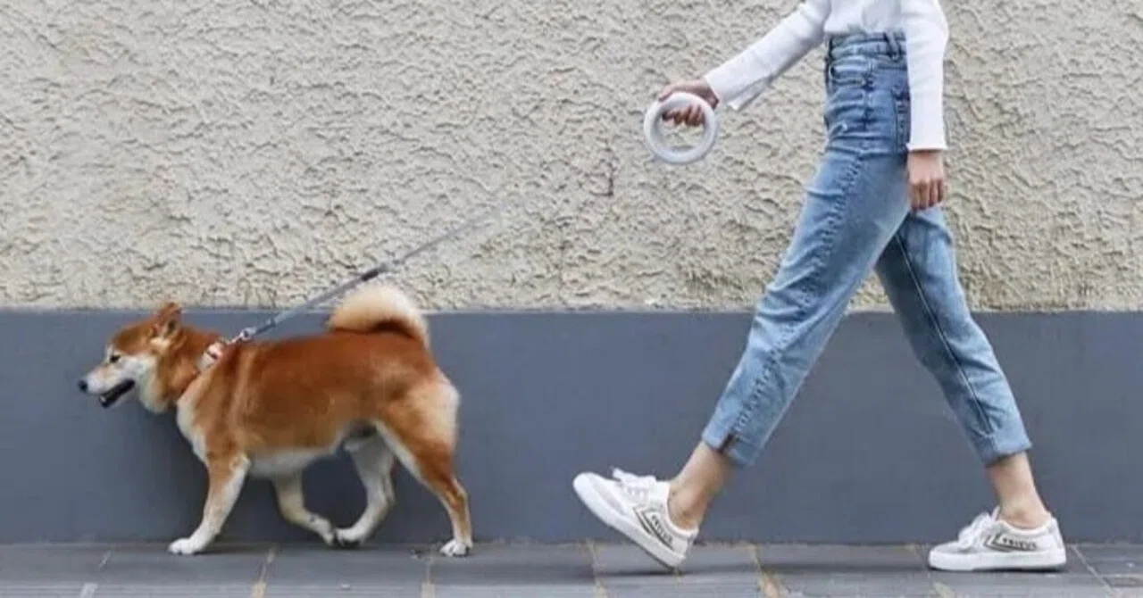 アプリ連動で歩数や消費カロリーをチェック 愛犬とのお散歩が楽しくなるリング型犬用リード Ufo Leash Camploggear Note アプリ連動で歩数や消費カロリーをチェック 愛犬とのお散歩が楽しくなるリング型犬用リード Ufo Leash Camploggear Note