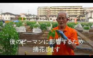 夏野菜の定番ピーマンの育て方の重要ポイント 一番花は直ぐに摘む事で収穫量up わき芽 苗の植え方 行灯仕立て ポイント徹底解説 家庭菜園 支柱 土作り 井上寅雄農園 井上隆太朗 Note