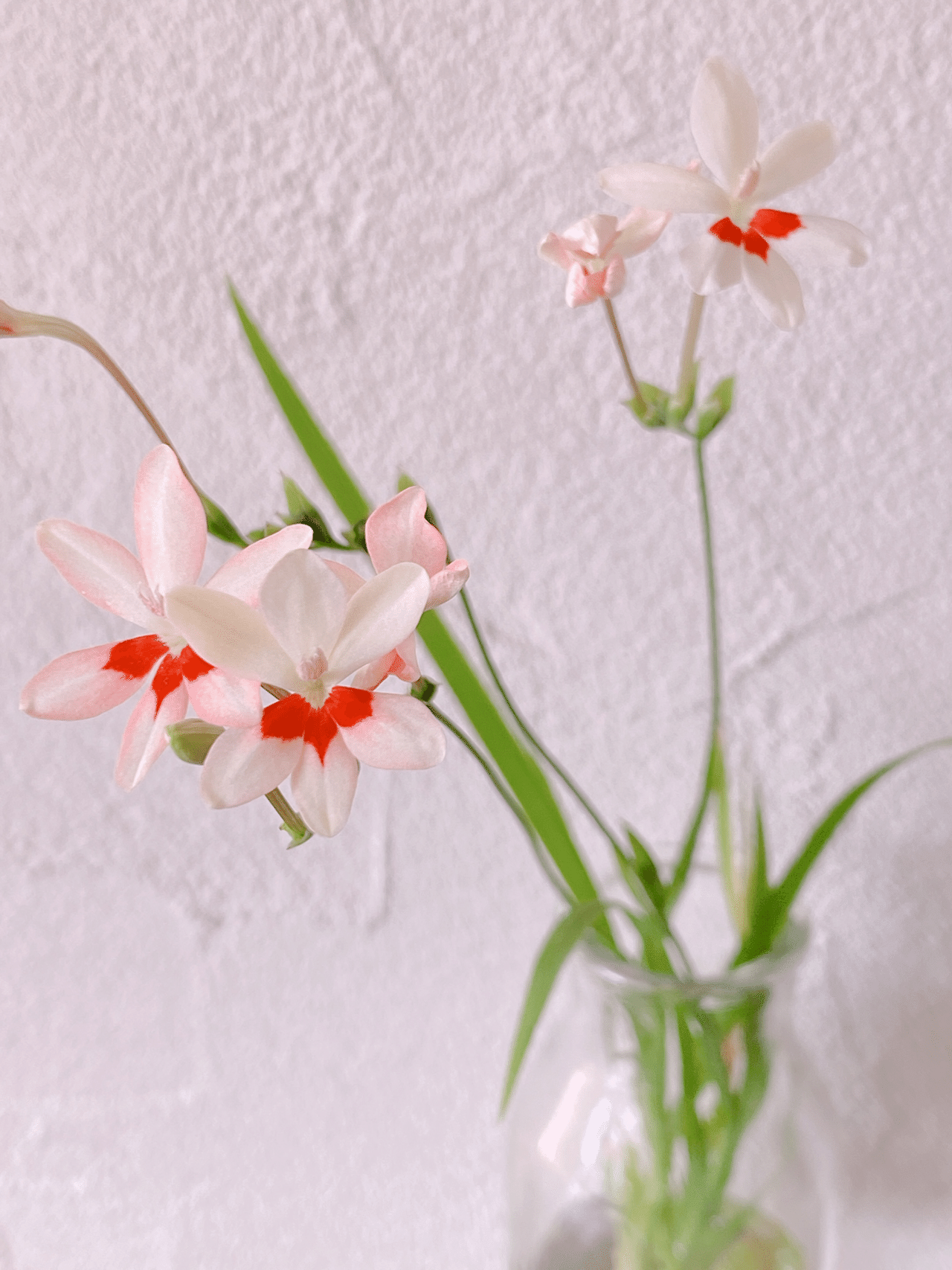 ヒメヒオウギ 白いとピンクの花弁の中に赤い模様 しかも 3枚だけ これも 不思議で気になった なんか スカートをはいてるみたいな花 花言葉 は 青春の喜び 強い心 楽しい思い出 誠実 どこ Lotus花grass Note