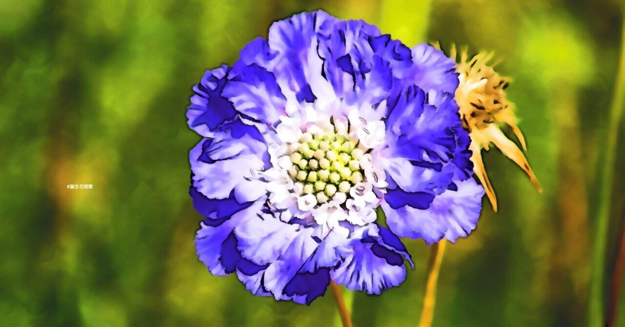 4月26日 誕生花は西洋松虫草 誕生花短歌 御子柴 流歌 Note 4月26日 誕生花は西洋松虫草 誕生花短歌 御子柴 流歌 Note