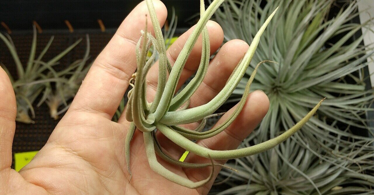 菫〉Tillandsia ケゲリアナ x ドミンゴズフンキアナ ハワイ
