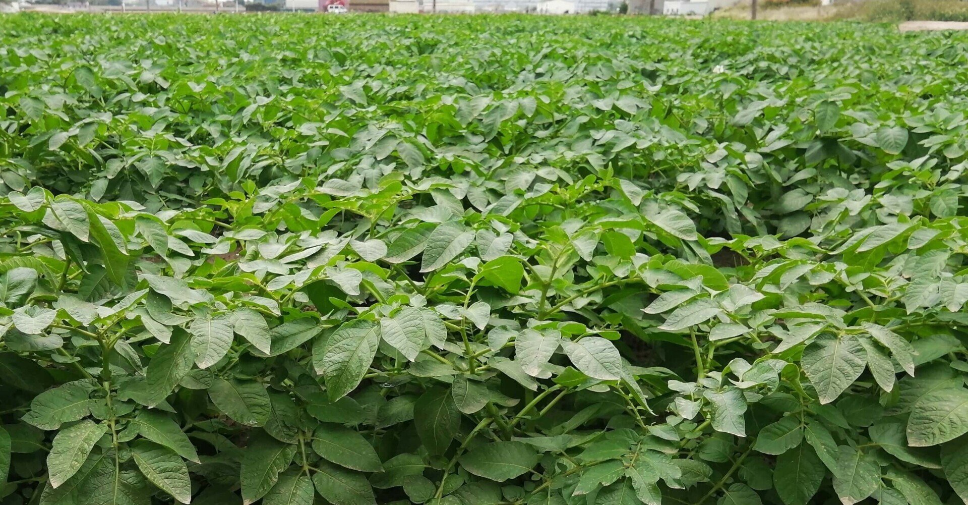 Googleレンズ検証 これは何の畑かあなたは知ってる Aiは正しく認識できるのか Sacha スペイン語 英語 日本語 Note Googleレンズ検証 これは何の畑かあなたは知ってる Aiは正しく認識できるのか Sacha スペイン語 英語 日本語 Note