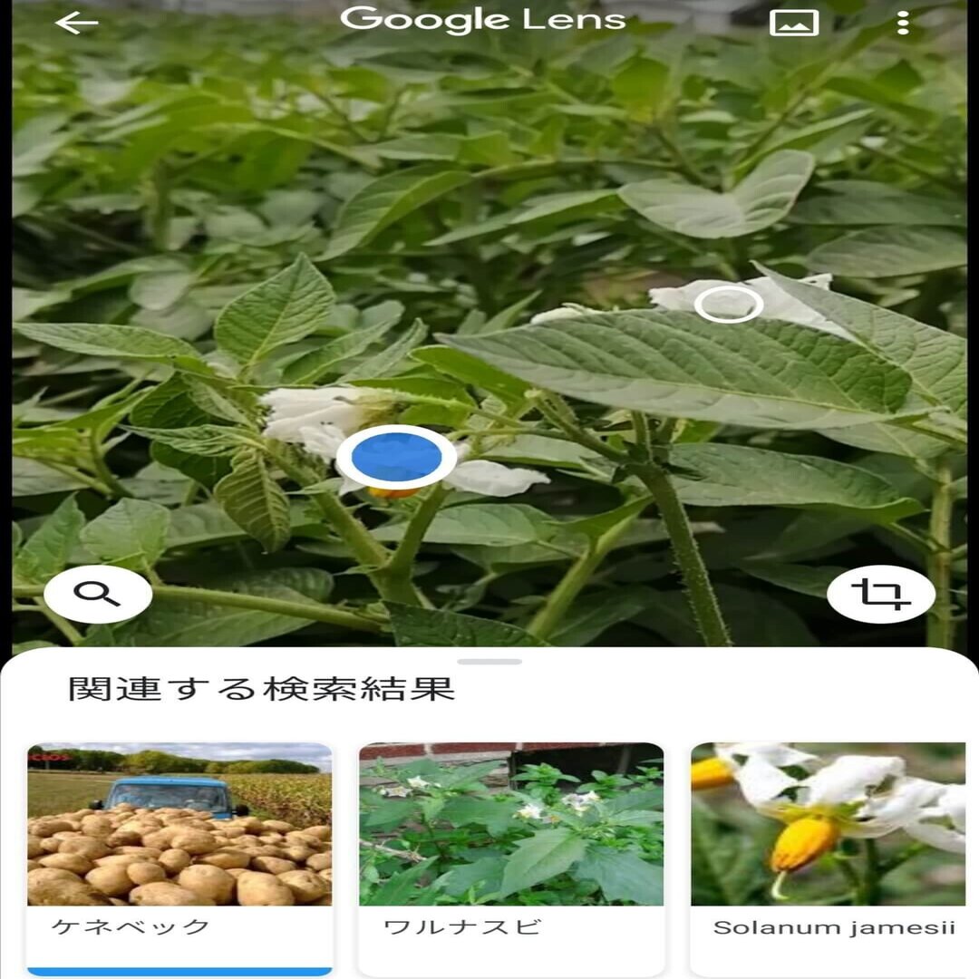 Googleレンズ検証 これは何の畑かあなたは知ってる Aiは正しく認識できるのか Sacha スペイン語 英語 日本語 Note