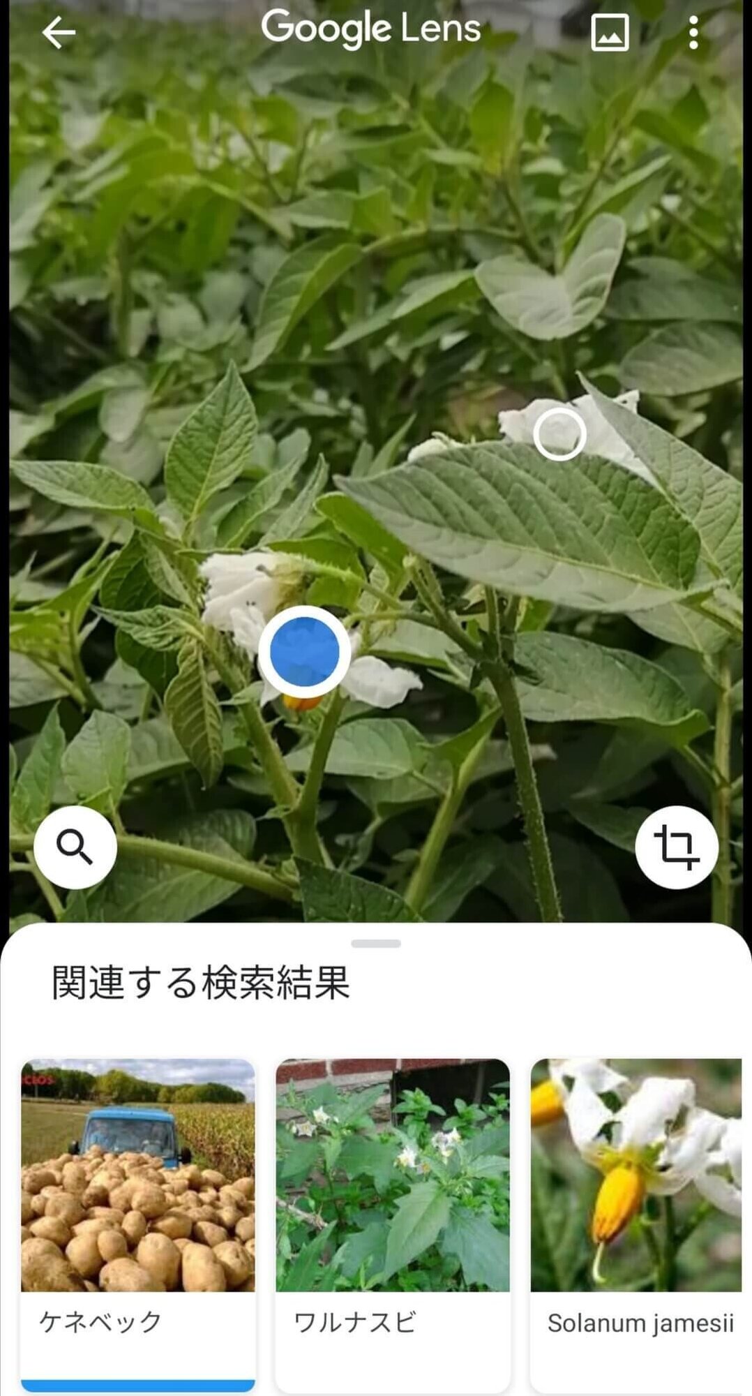 Googleレンズ検証 これは何の畑かあなたは知ってる Aiは正しく認識できるのか Sacha スペイン語 英語 日本語 Note Googleレンズ検証 これは何の畑かあなたは知ってる Aiは正しく認識できるのか Sacha スペイン語 英語 日本語 Note