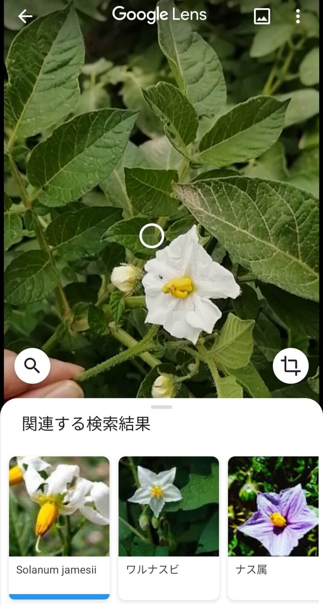 Googleレンズ検証 これは何の畑かあなたは知ってる Aiは正しく認識できるのか Sacha スペイン語 英語 日本語 Note Googleレンズ検証 これは何の畑かあなたは知ってる Aiは正しく認識できるのか Sacha スペイン語 英語 日本語 Note