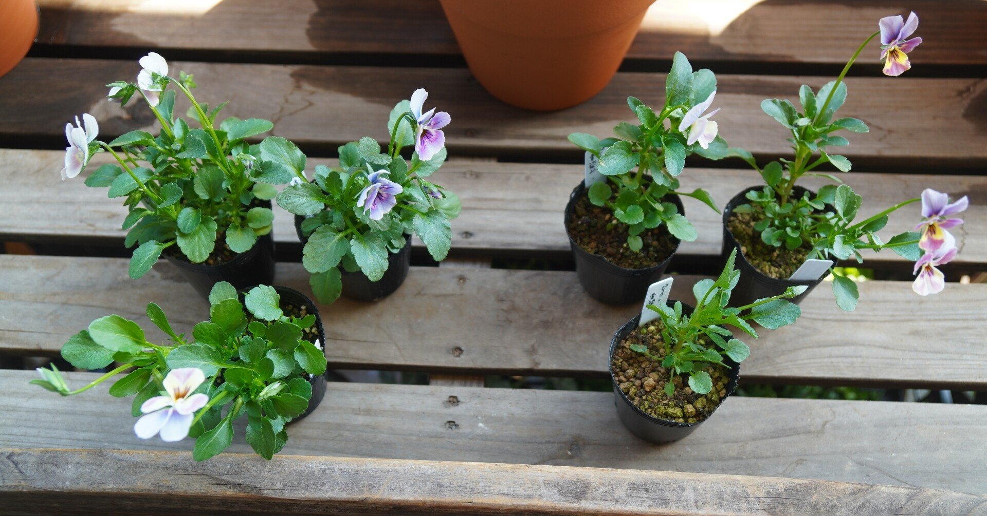 爆売り パンジー ビオラの土 18l 9袋セットパンジー 培養土 花壇 園芸 土 花の土 Fucoa Cl