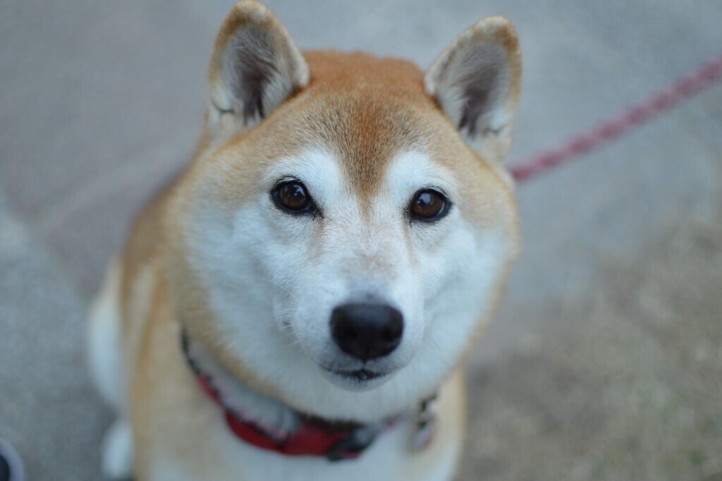 我が家の愛犬 Aya Note