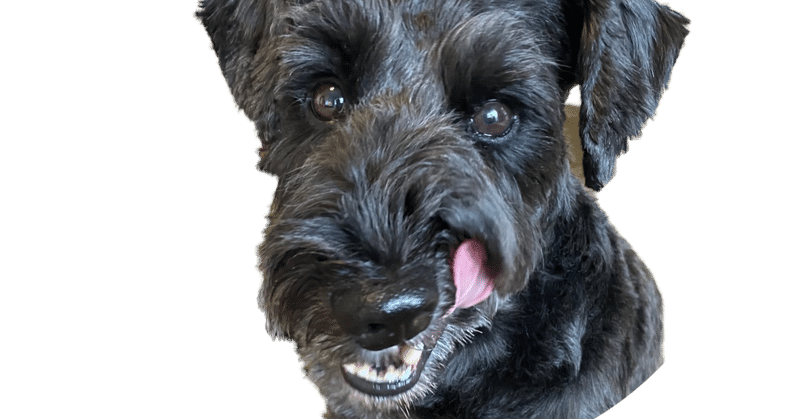 犬あるある の新着タグ記事一覧 Note つくる つながる とどける