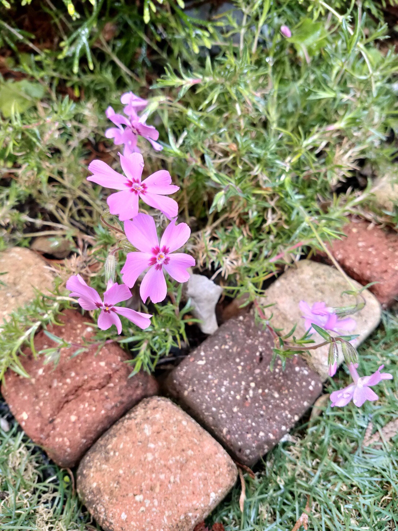 おはようございます 庭に咲いた芝桜 花が増えてきてとてもきれいです もう少ししたら株分けして グランドカバーになるように育てます 花の水やりは娘たちの仕事 毎日欠かさずやってくれます 4歳 かける Fxで自由に翔る Note