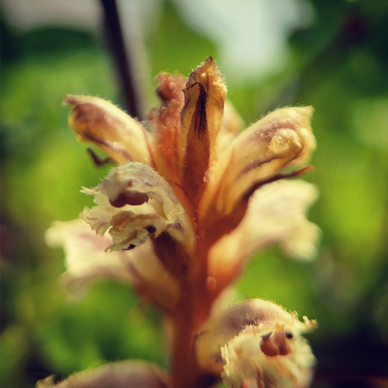 そのへんの3cm Vol 397 痩靭 寄生植物 フジイピカピ そのへんの3cmを撮る人 Note