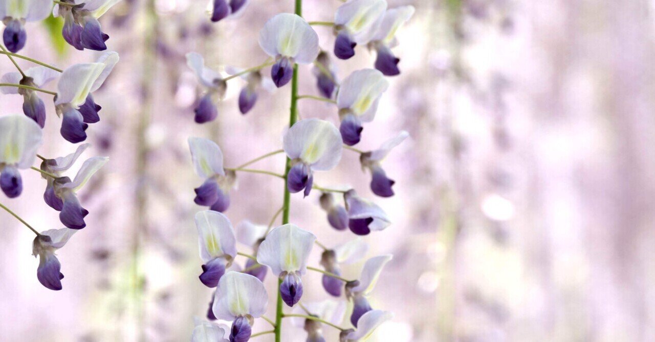 映えスポット紹介 あしかがフラワーパーク 藤の花 Bun Bun Note 映えスポット紹介 あしかがフラワーパーク 藤の花 Bun Bun Note