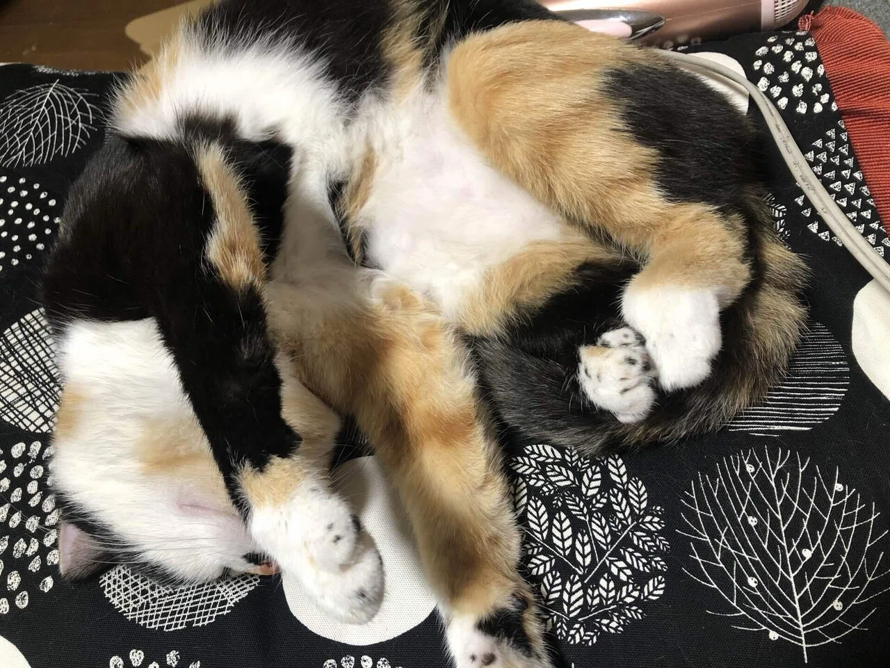 母の胃瘻は毎回見守るし腹痛で苦しんでいたら付き添ってくれる猫｜猫様 