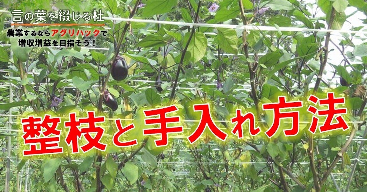 第49話 ナスの支柱立てから整枝まで 鎌田佳秋 言の葉を綴じる杜 Escape Tokyo執行役員 ホワイトアカデミー講師 Note 第49話 ナスの支柱立てから整枝まで 鎌田佳秋 言の葉を綴じる杜 Escape Tokyo執行役員 ホワイトアカデミー講師 Note