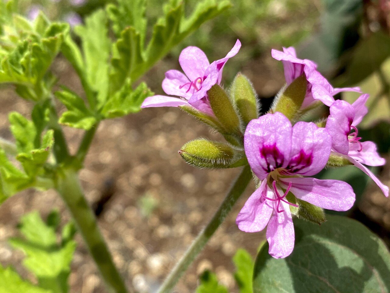 ローズゼラニウムの香りが 想像以上にローズでした 玄関先の蚊除け目的で植えたけれど これ本当に虫除け効果があるのかな 私が虫なら絶対寄っていくなぁ ユ ズ 缶 Note