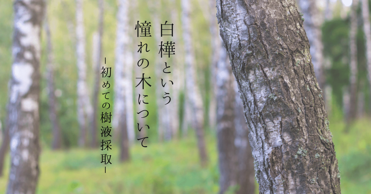 白樺という憧れの木についてー初めての樹液採取ー 長谷川彩 宇宙のまち大樹町 公式note