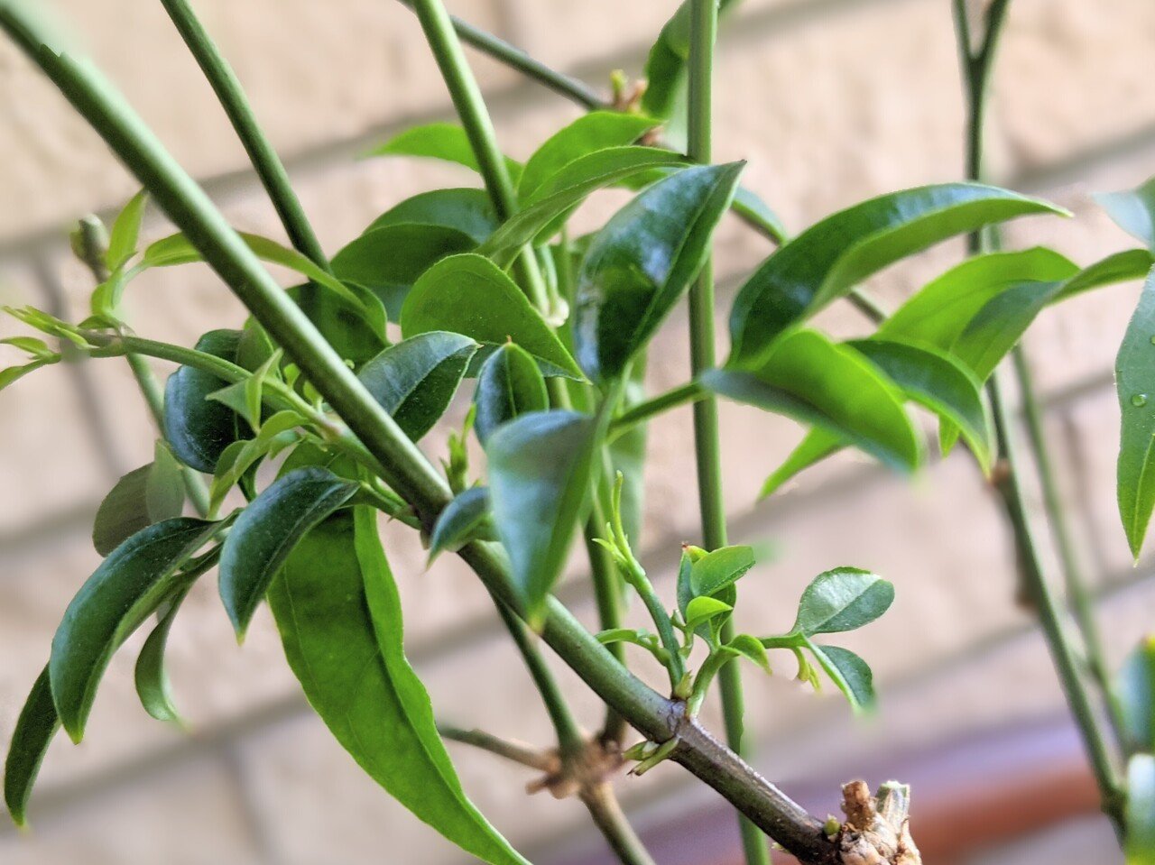 羽衣ジャスミン 花後の剪定をざっくりと 芽吹きと枝の様子を見ながらの剪定ってとても面白い そして この小さな葉っぱの子どもたちがどうなるか ワクワクする 植物は2年目になると わかり合える Shino 紫乃 Note