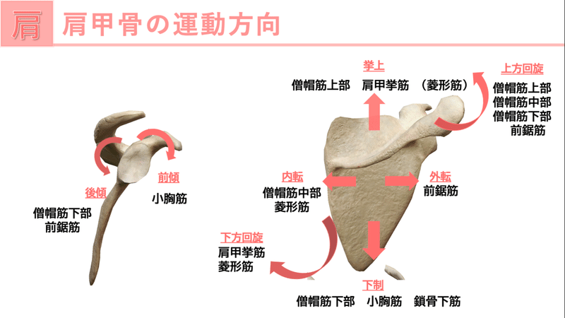 肩関節疾患を担当したら まず読むnote じんた 理学療法士 Note