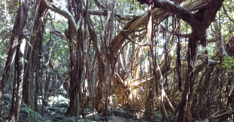 猿川ガジュマル 世界自然遺産の屋久島に移住して4年目で区長になった話 Note