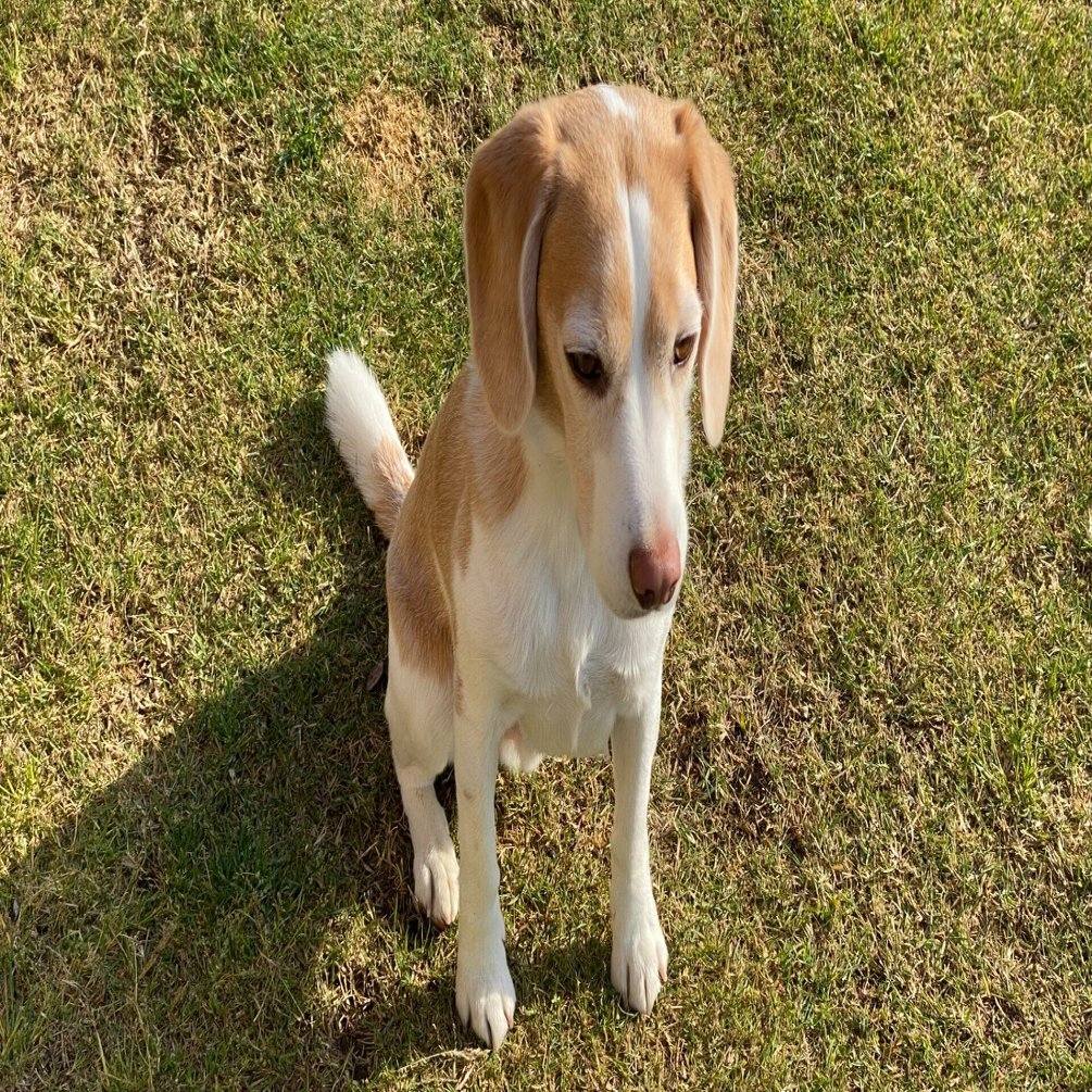 動物病院の待合室で 古賀史健 Note