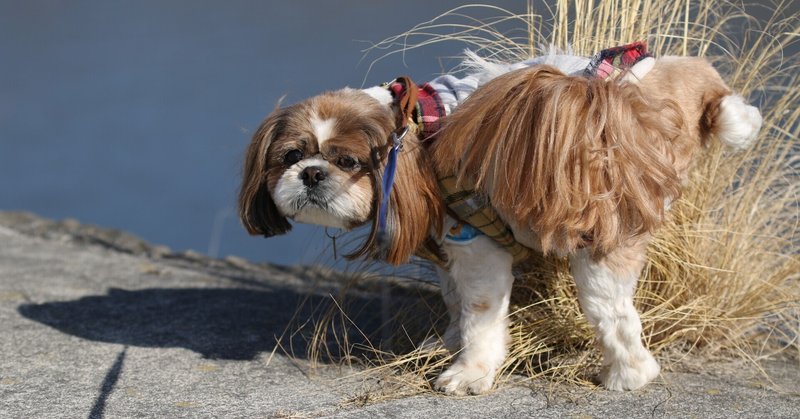 犬雑学 の新着タグ記事一覧 Note つくる つながる とどける 犬雑学 の新着タグ記事一覧 Note つくる つながる とどける