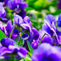 しいたけ の月刊おひつじ座 21 05 しいたけ占いのしいたけ