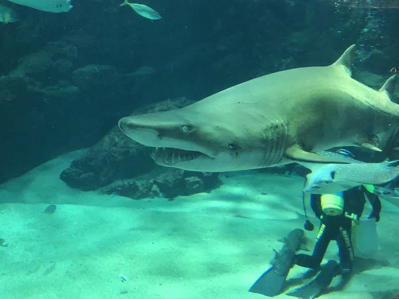 シロワニ｜水族館巡り