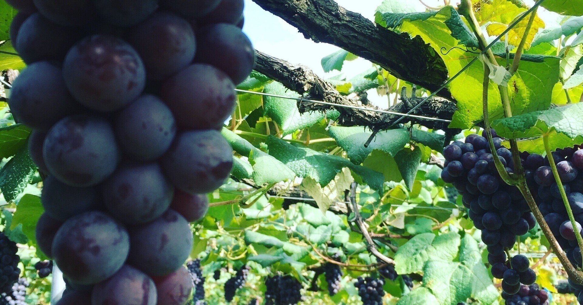 絵本紹介新シリーズスタート ぶどうちゃん 絵本のルルシータ Note