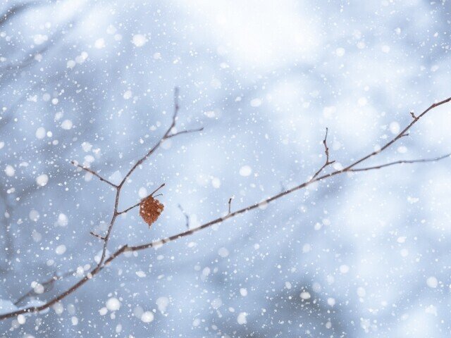 今朝 雪が降っている夢を見た 木に積もってとても綺麗だった なぜ季節外れに雪の夢 と不思議に思ったけれど 宇宙コーチングのdilaさん曰く 雪は全てを浄化してくれ 心の静寂を導いてくれる Sara Note
