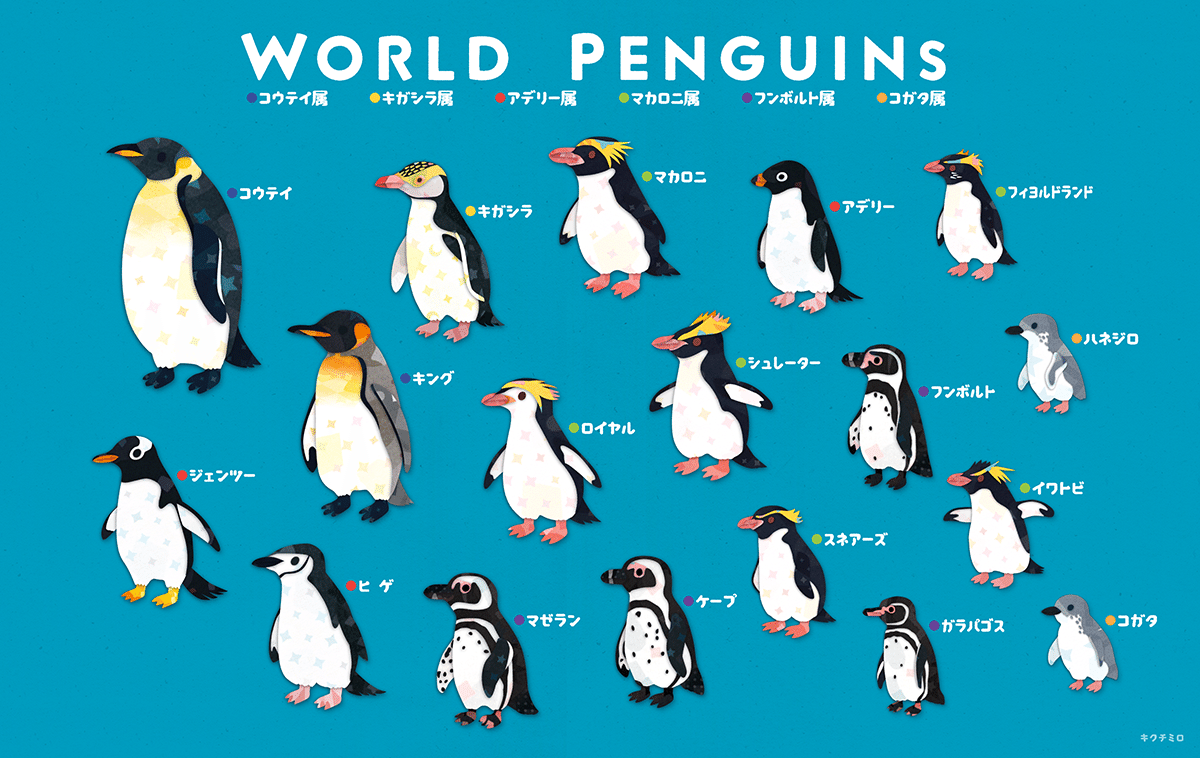 世界のペンギン全18種のイラスト｜キクチミロ