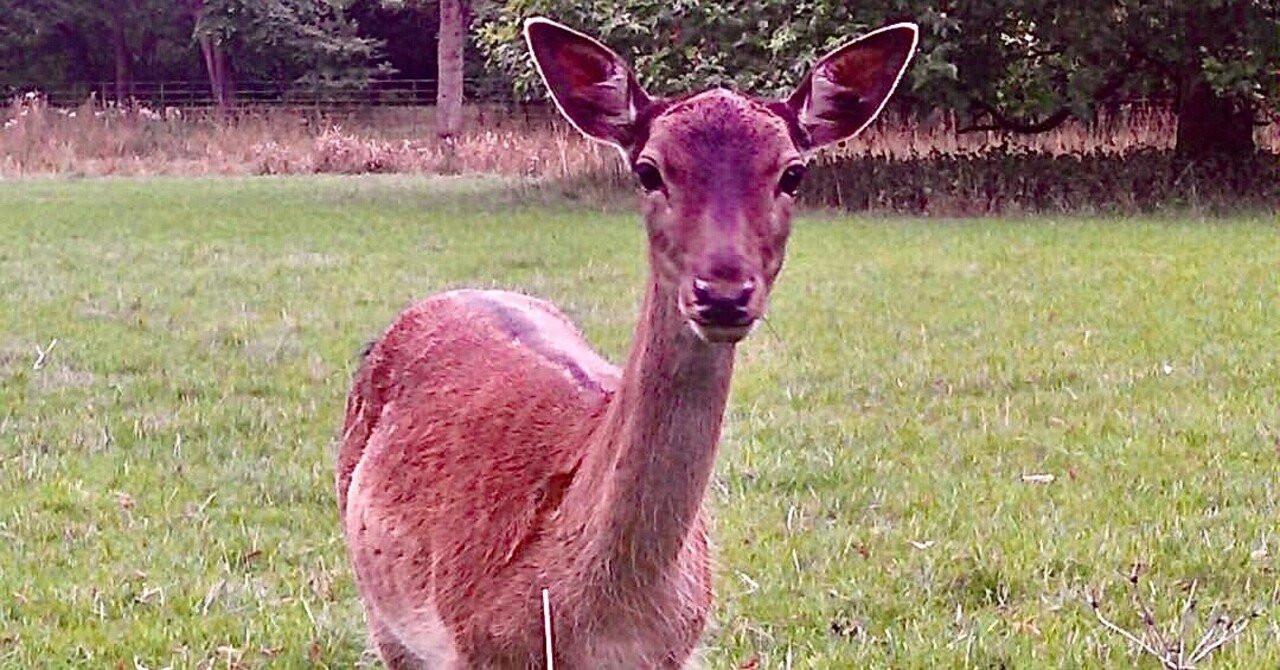 写真鹿帖..カメラ目線な122年前の鹿たちの写真集