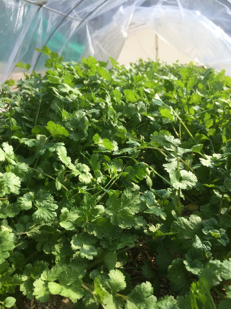 臭いけど好き 家庭菜園のパクチー 価値観が正反対の人間と一つ屋根の下に暮らしている者です Note 臭いけど好き 家庭菜園のパクチー 価値観が正反対の人間と一つ屋根の下に暮らしている者です Note
