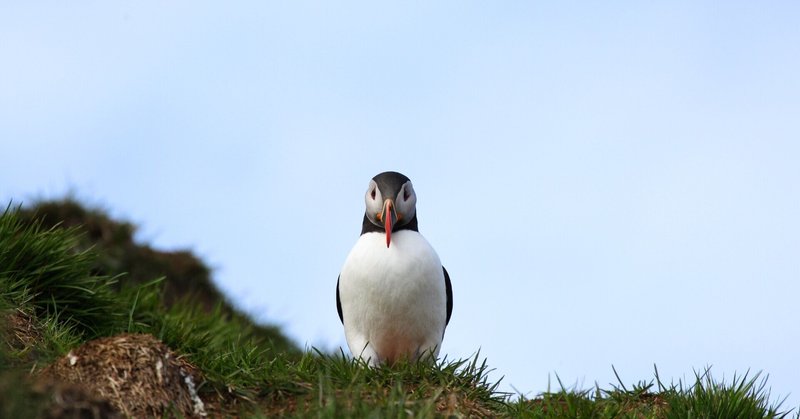 パフィンの少しdeepな解説 Lundi Iceland Note パフィンの少しdeepな解説 Lundi Iceland Note