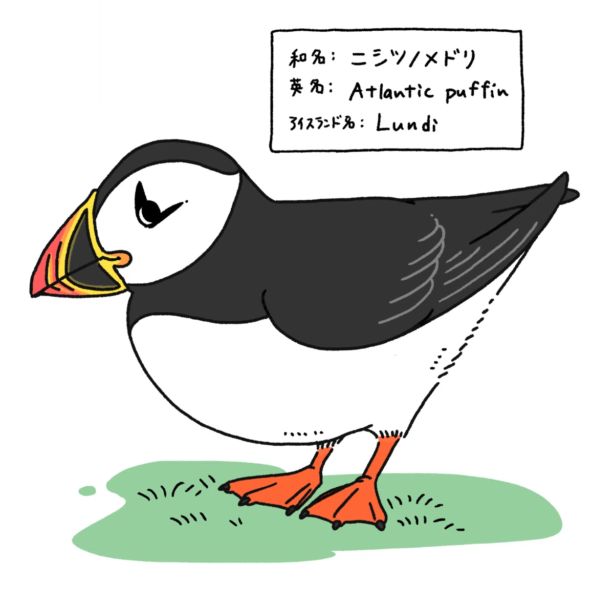 パフィンの少しDeepな解説｜Lundi_iceland