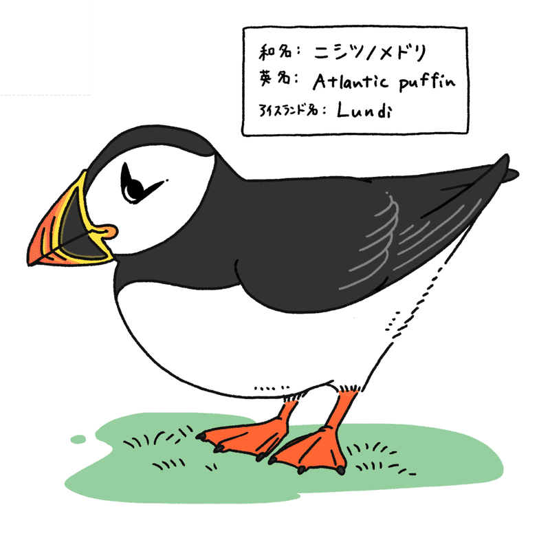 パフィンの少しdeepな解説 Lundi Iceland Note パフィンの少しdeepな解説 Lundi Iceland Note