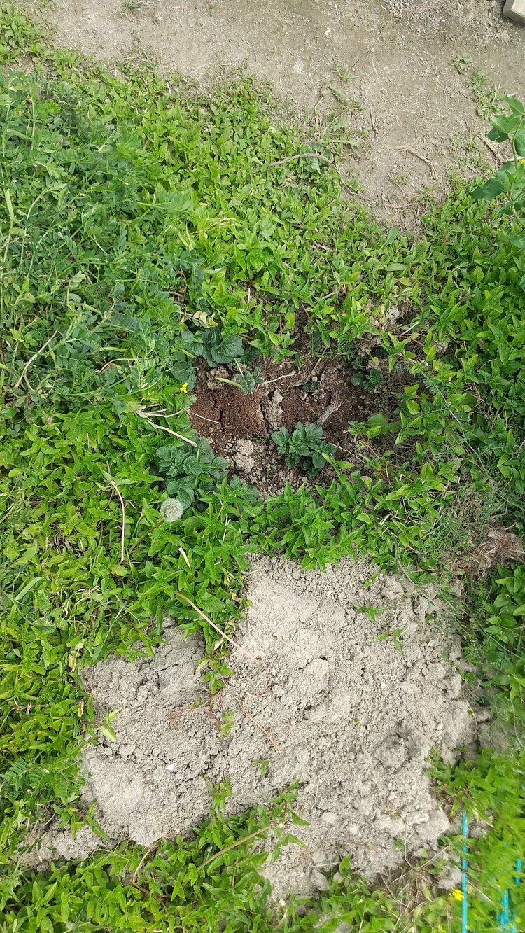 試しに50cm角ほどのスペースに放り込んだジャガイモが発芽。もうちょい伸びてきたら脇によけてる土を土寄せがてら被せてどんだけ獲れるか見てみたいと思います。