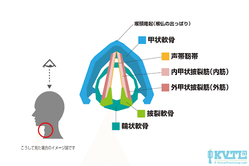 ミックスボイスが裏声っぽいなら閉鎖筋を鍛えろ 地声ミックス化への5ステップ イチ Ichi 低音男子こそ努力すれば輝ける Note