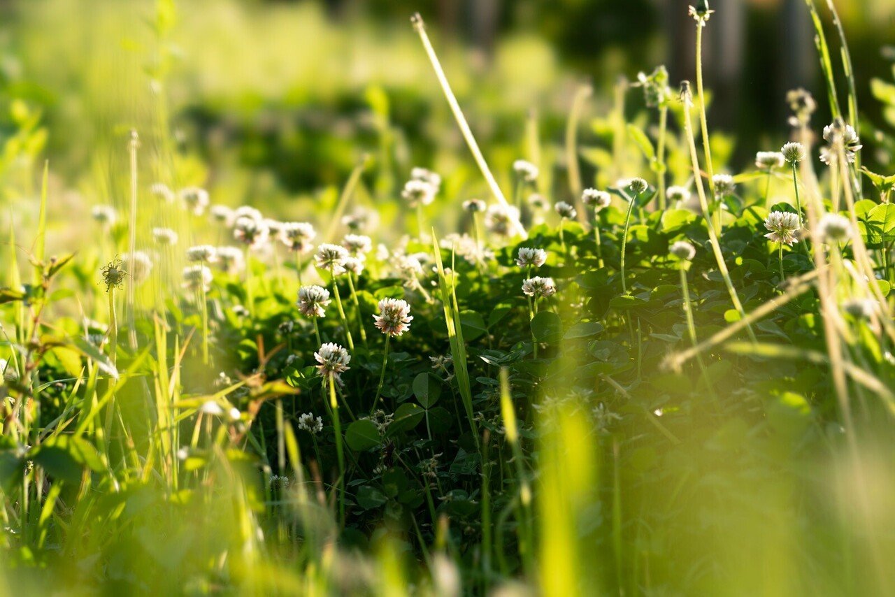 FE 100mm F2.8 STF GM OSS (SEL100F28GM)|よしだ FE 100mm F2.8 STF GM OSS (SEL100F28GM)|よしだ