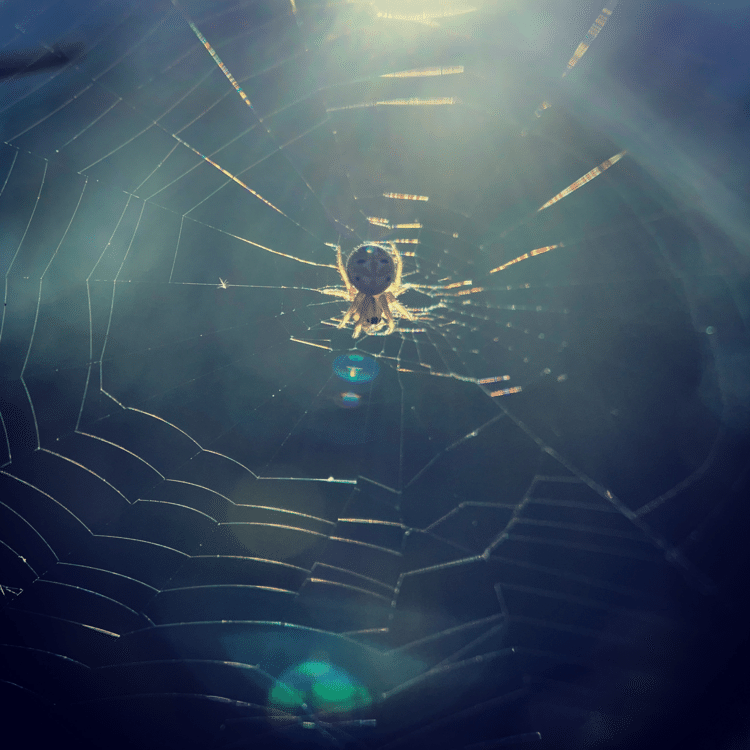 #そのへんの3cm vol.400 #コハナグモ #🕷🕸 記念すべき400回は普及種のクモ！#スマホ写真 #iphone #写真日記 #naturephotography #蜘蛛 #逆光 #路上観察 #1inch_around_you #xpro2 #埼玉県越谷市 