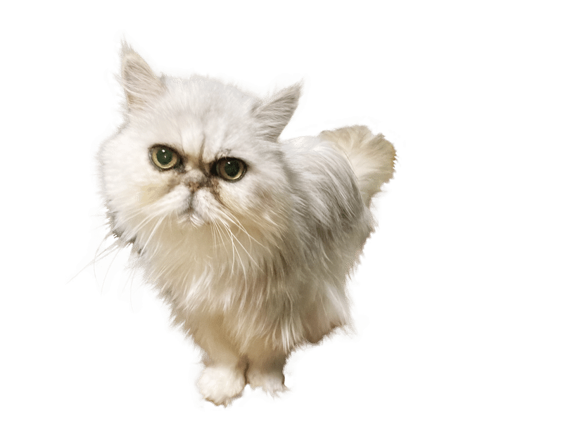 岩津猫屋敷 Kinchan Note 岩津猫屋敷 Kinchan Note